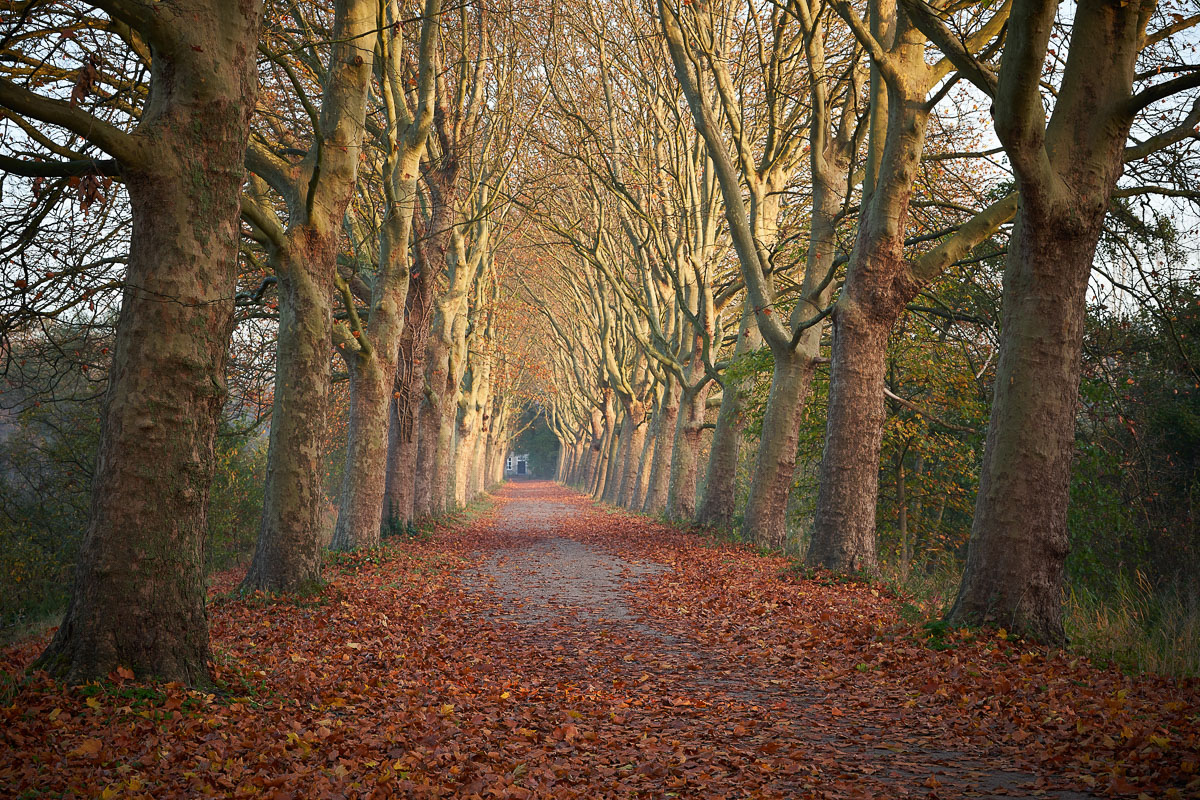 Haanwijk