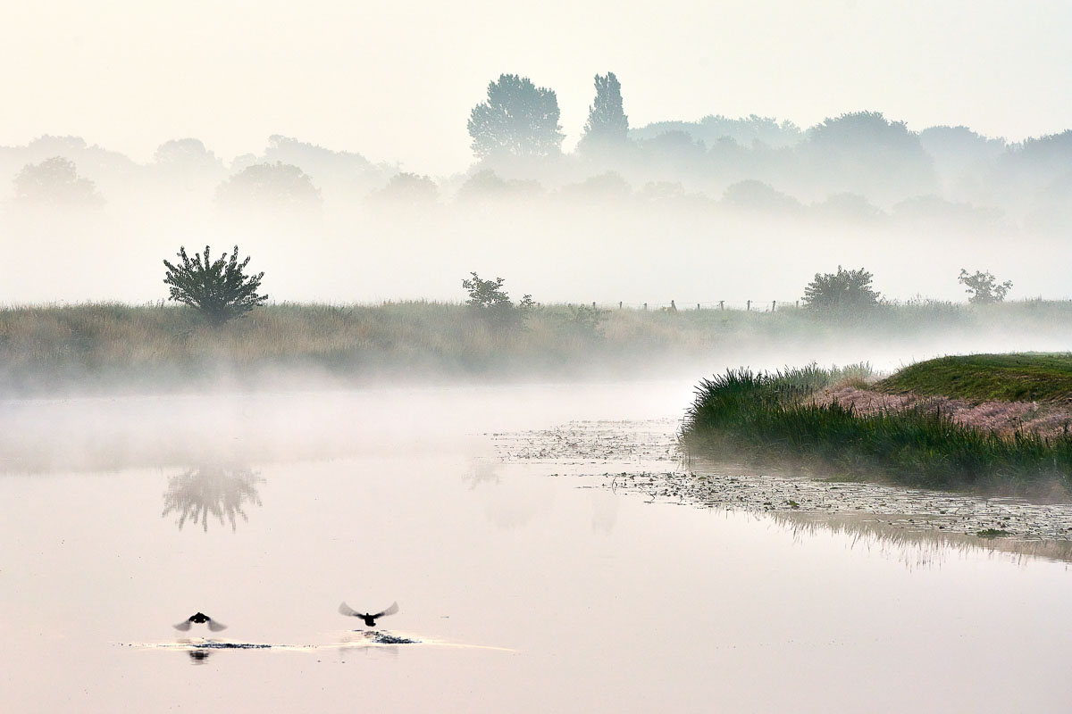 Dommel